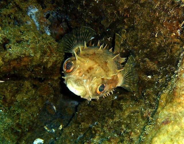 Puffer fish