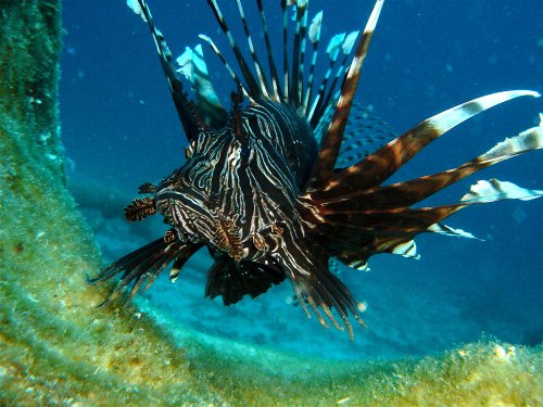 Lion fish