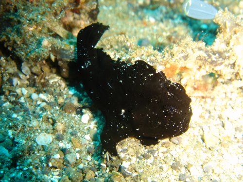 Mini Frogfish