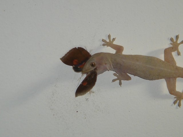 Gecko heureux