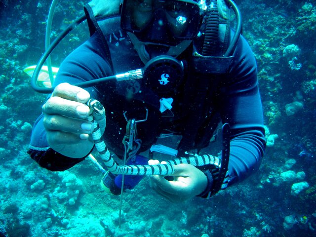 Cobra de mer avec Ali le guide