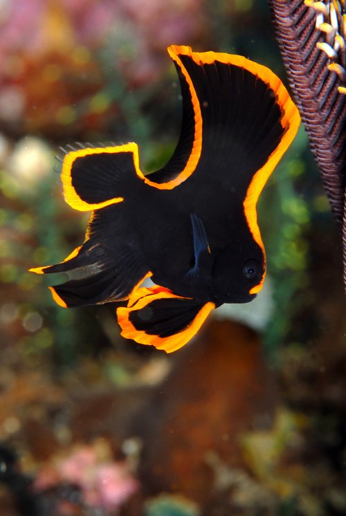 Batfish juvenile