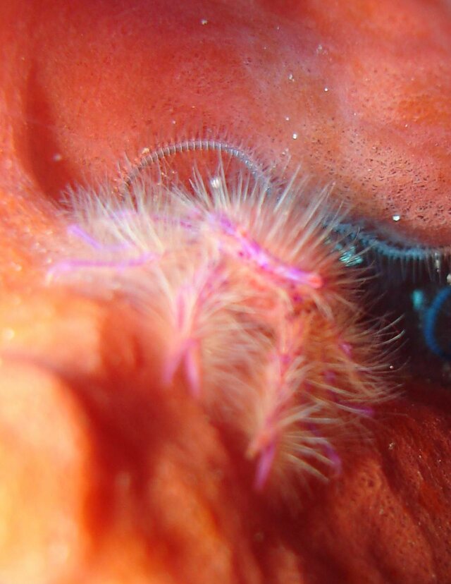 Pink Squat Lobster