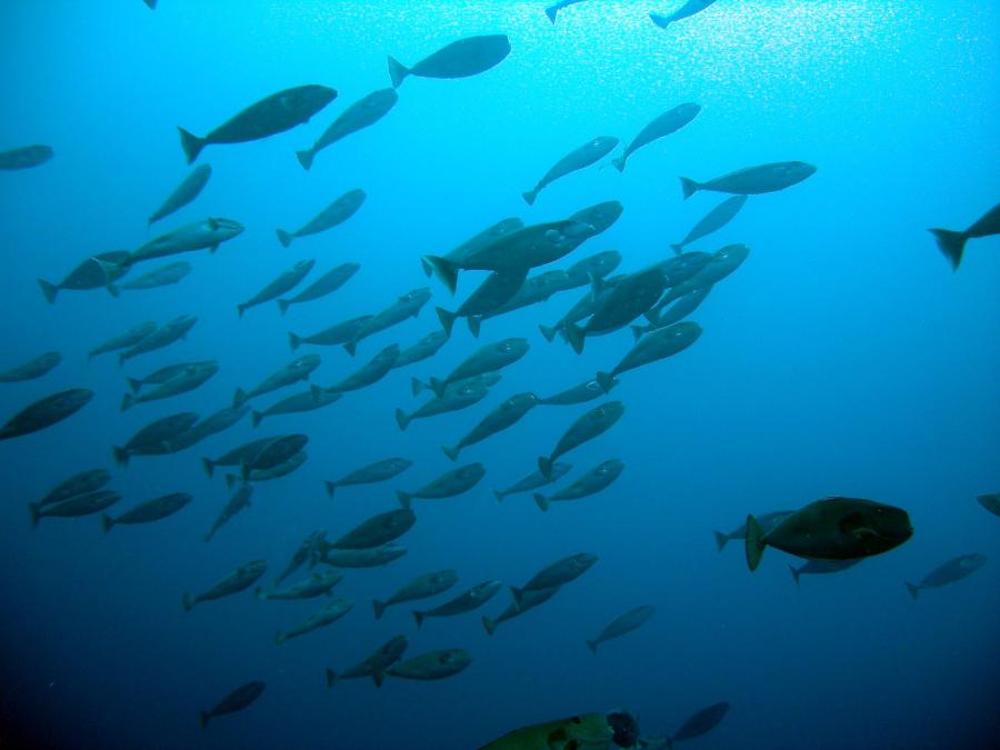 2008 Indonésie Alor Raja Ampat