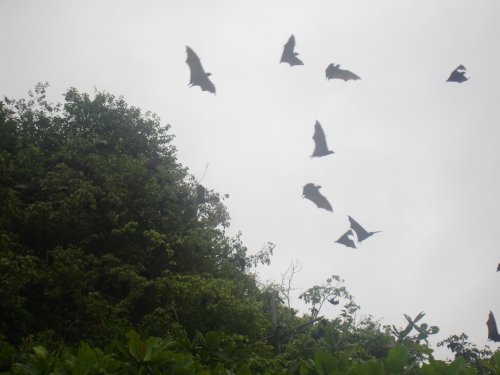 Papua_Paysage Vol Chauve Souris