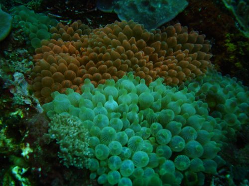 ANEM bubble anemone (2)