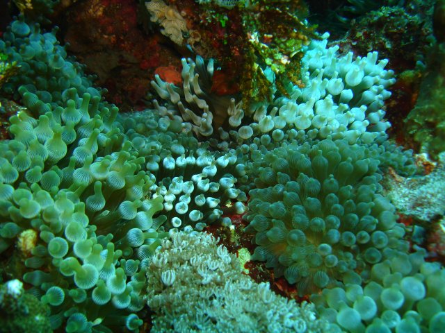 ANEM bubble anemone