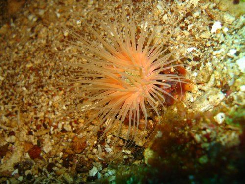 ANEM cylinder anemone