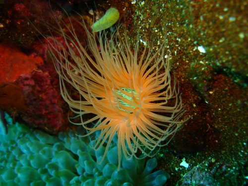 ANEM tube anemone 01