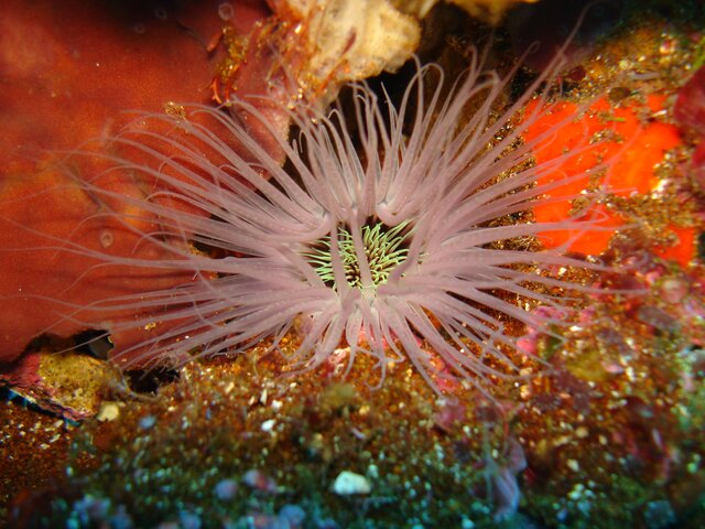 ANEM tube anemone 02