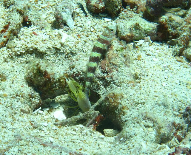 BLEN Shrimpgoby XX et sa crevette