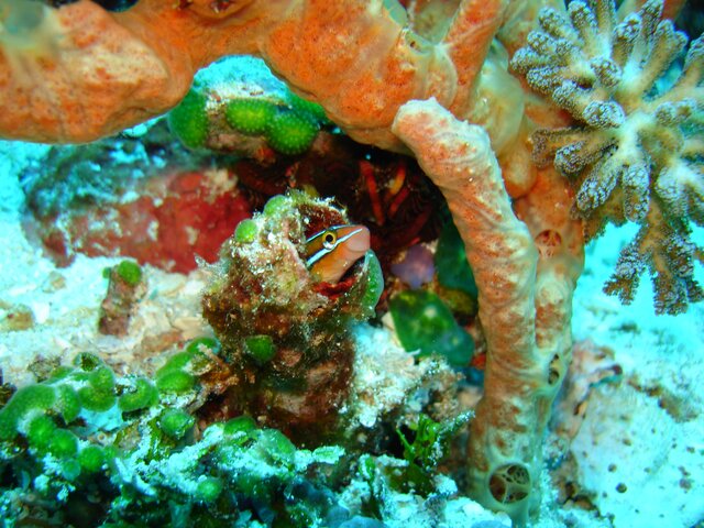 BLEN bluestripped fangblenny