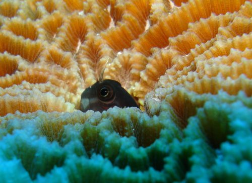 BLEN filamentous blenny