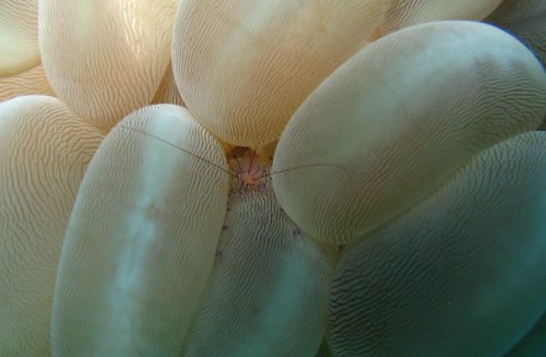 CORAL Bubble coral et crevette