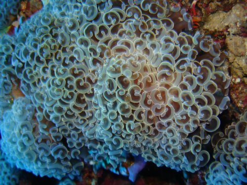 CORAL Corail croissant