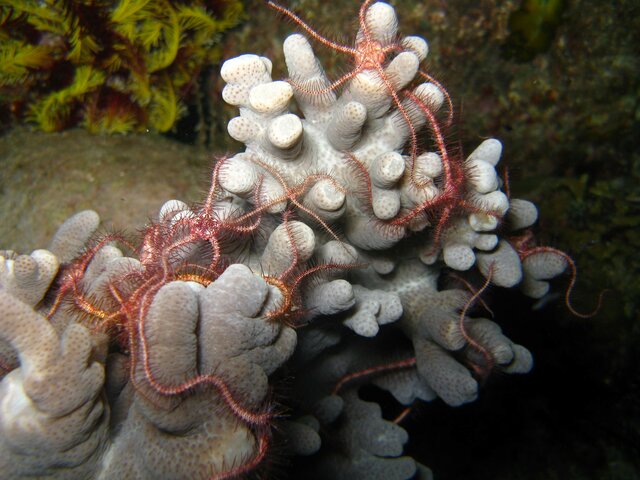 CORAL Corail et etoile de mer