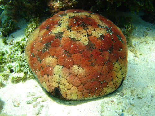CORAL pinecushion sea star