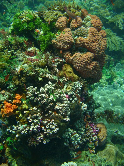 CORAL tubastera et autres