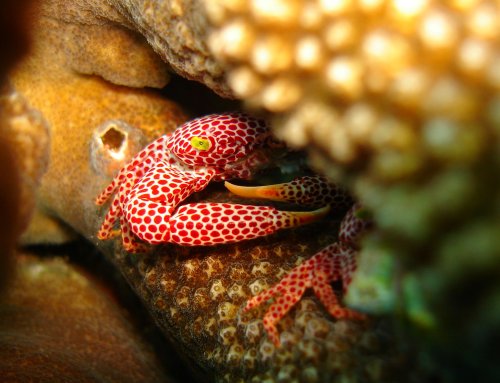 CRAB Coral