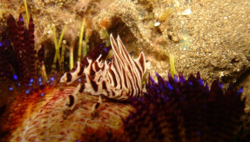 CRAB Oursin de feu et Zebra crab