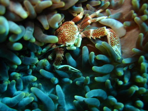 CRAB anemone porcelain crab