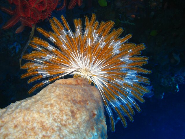 CRIN Feather star