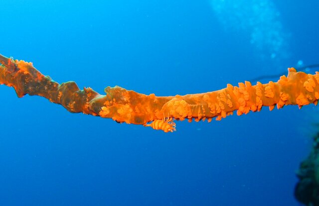 CRUS Crevette sur son corail fouet