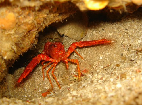 CRUS daum reef lobster