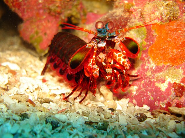 CRUS giant mantis shrimp