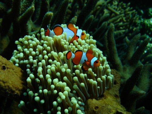 DAMSEL clown anemonefish