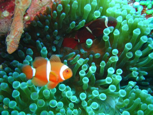 DAMSEL spinecheek anemonefish - male