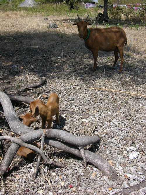 Chèvre Kepa