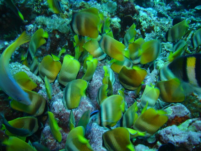 FISH Butterfly fish eating Sergeant eggs
