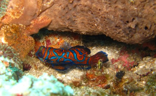 FISH Mandarin fish