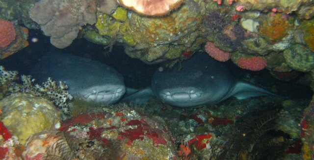 FISH Tawny nurse shark 01