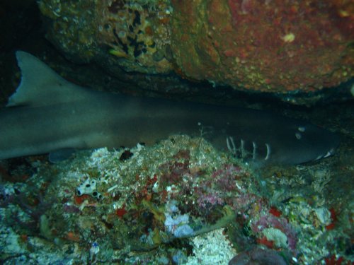 FISH Tawny nurse shark