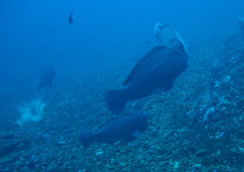 FISH bumphead parrotfish