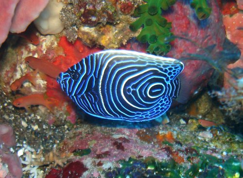 FISH emperor angelfish-juvenile