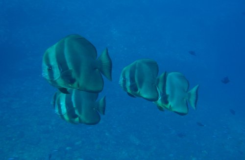 FISH longfin spadefish