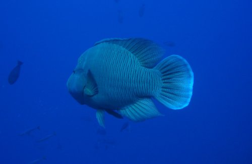 FISH napoleon wrasse