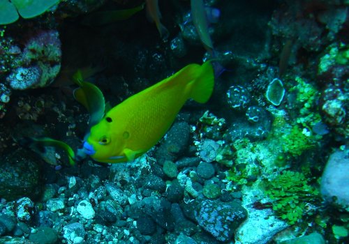 FISH three-spot angelfish