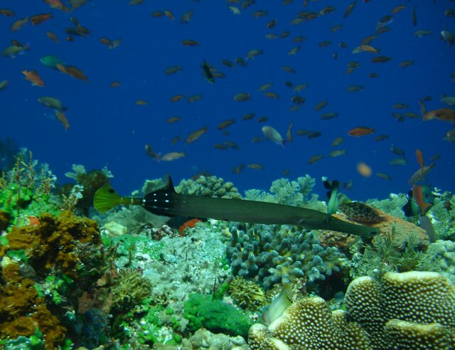 FISH trumpetfish