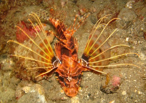 LION Lionfish XX 01