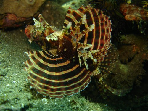 LIONFISH shortfin lionfish