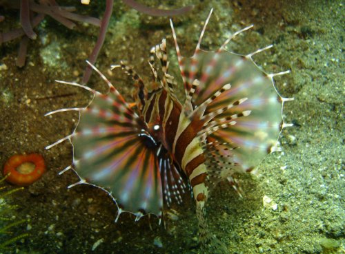 LIONFISH zebra lionfish (2)