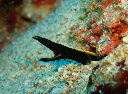 MOR ribbon eel - juvenile