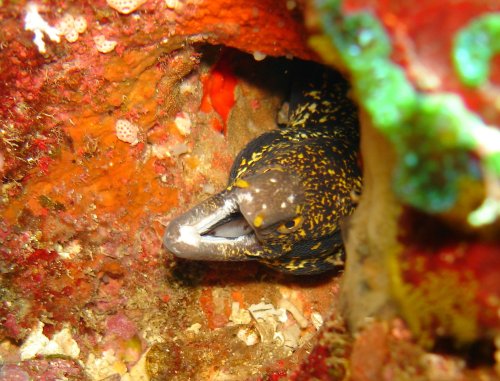 MOR snowflake moray