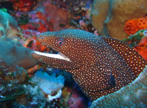 MOR whitemouth moray