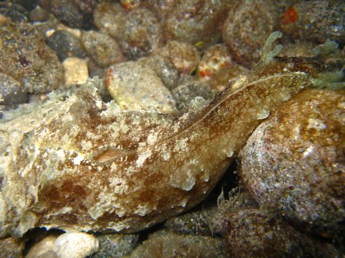 NUDI Lievre de mer - Sea Hare