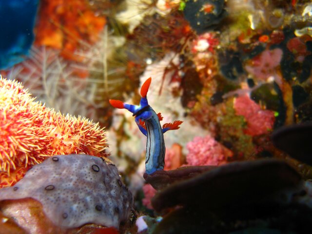 NUDI nembrotha rutilans